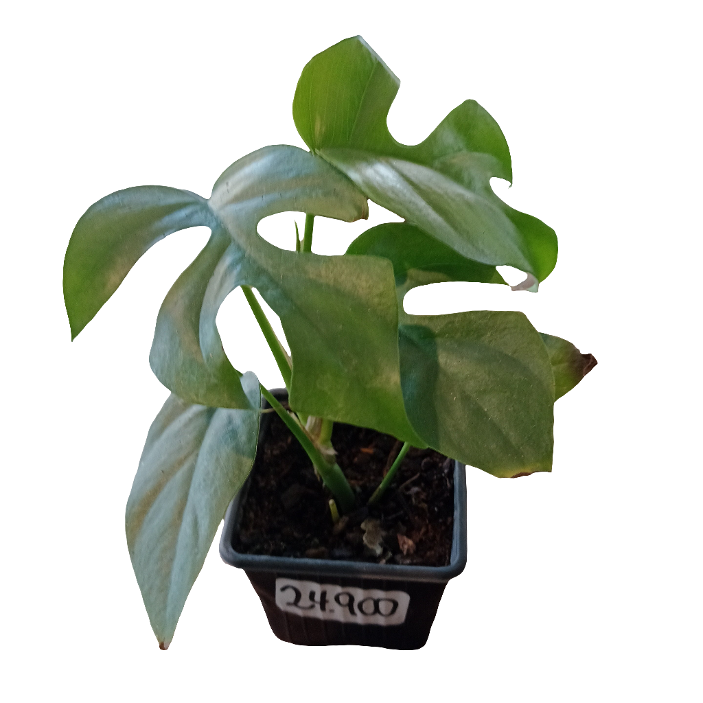 Raphidofora tetrasperma (Monstera Mini)