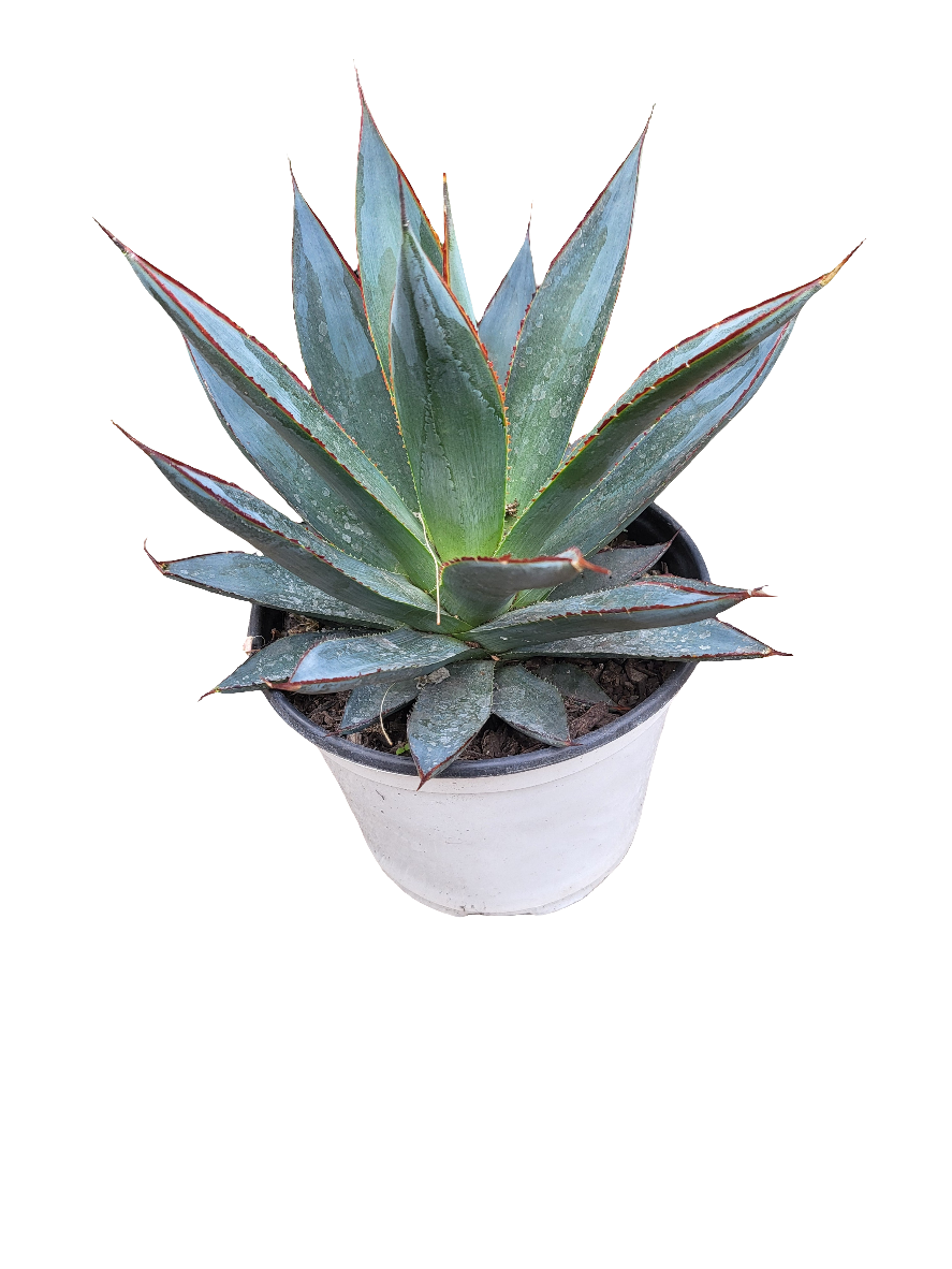 Agave
