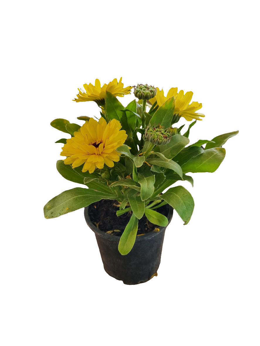 Planta Caléndula, foto 2 – Artecultivos