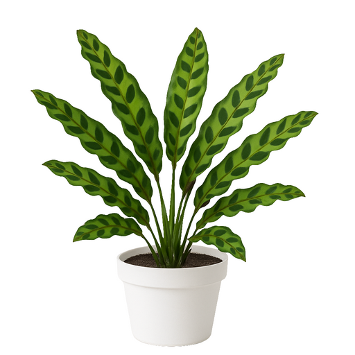Calathea  Insignis
