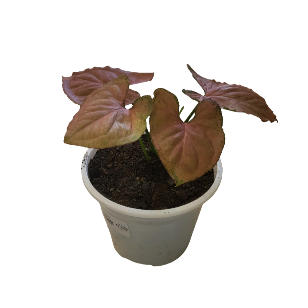 Planta Singonio, foto 7 – Artecultivos