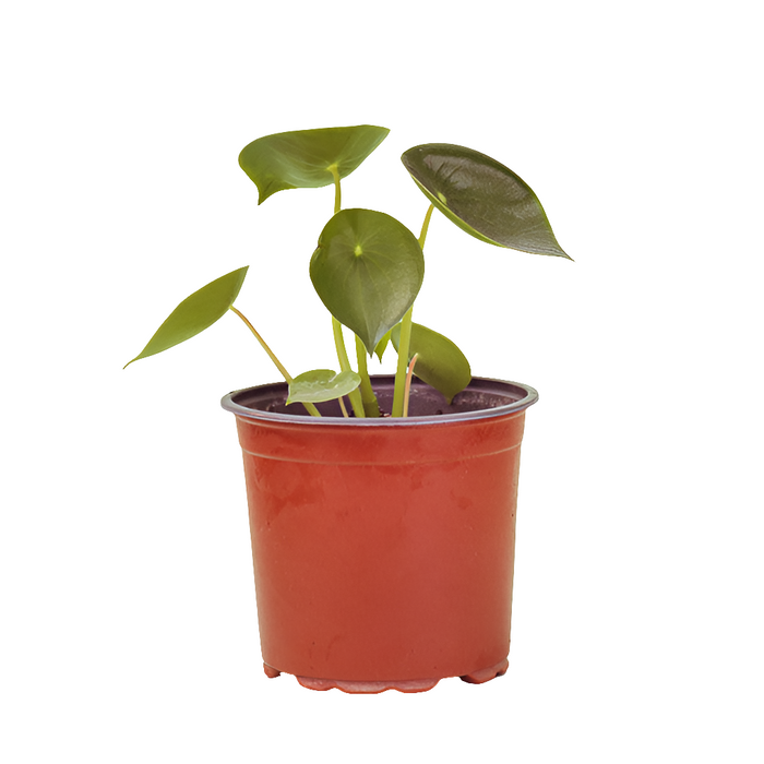 Planta Peperomia Cuchara