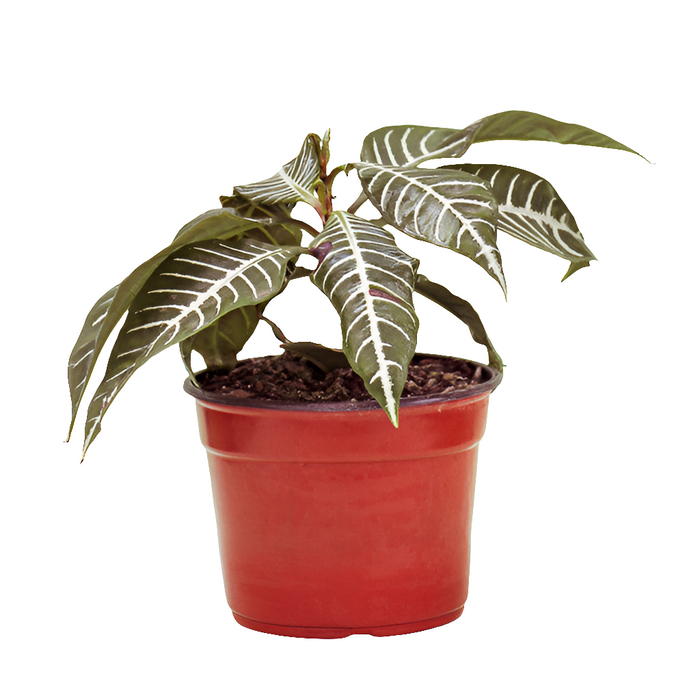 Afelandra (Aphelandra squarrosa)