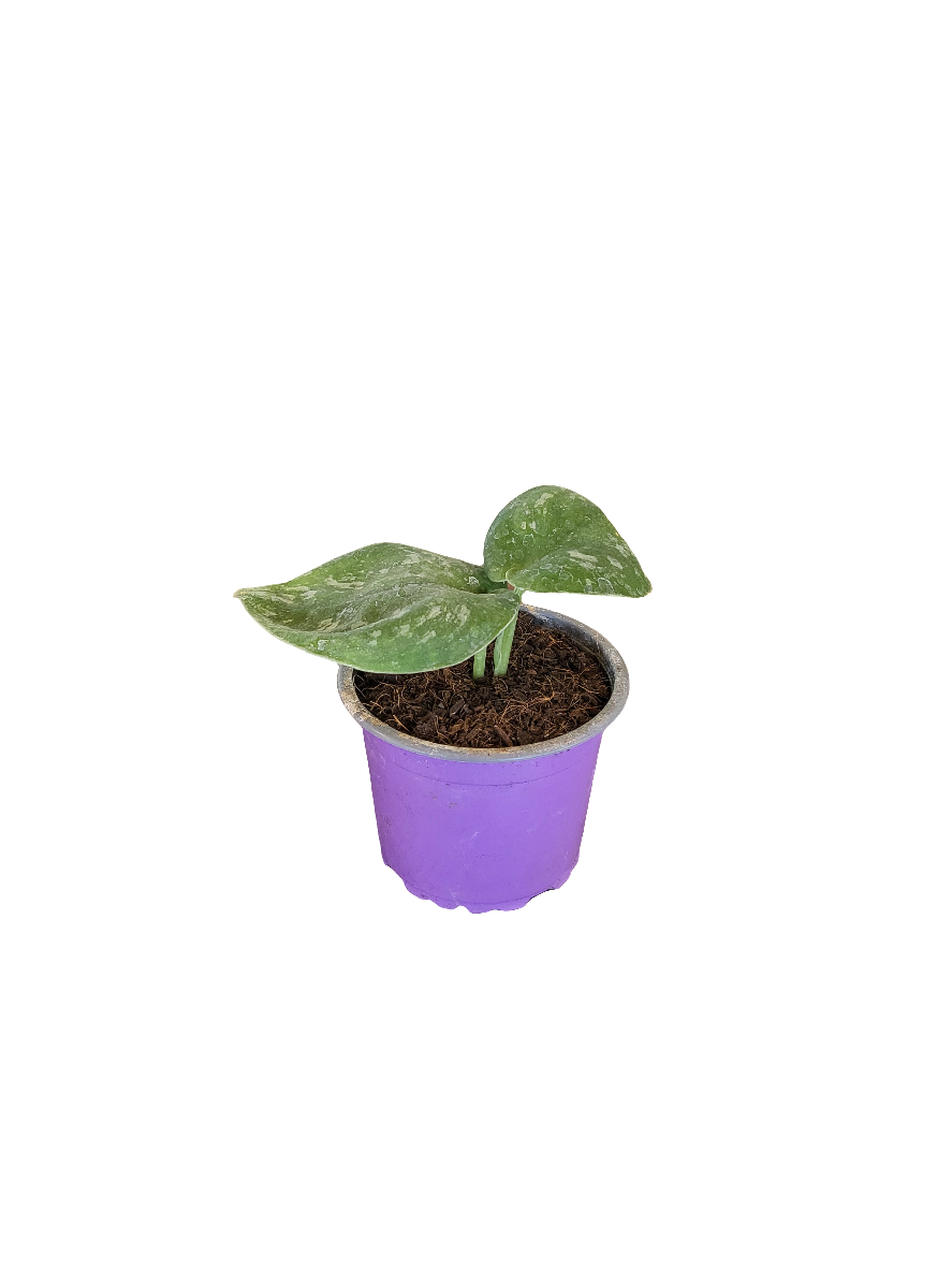 Planta Potus (Scindapsus), foto 6 – Artecultivos