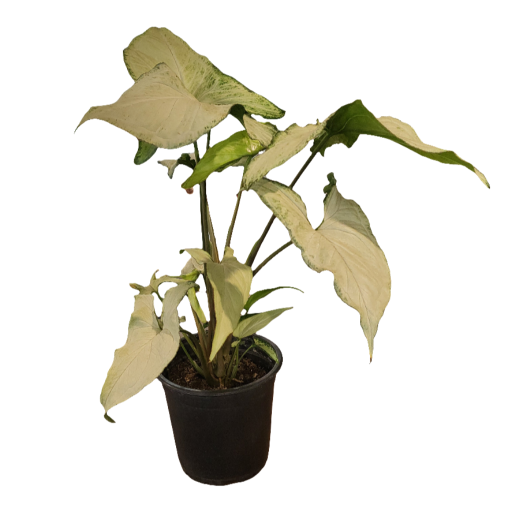 Planta Singonio, foto 3 – Artecultivos