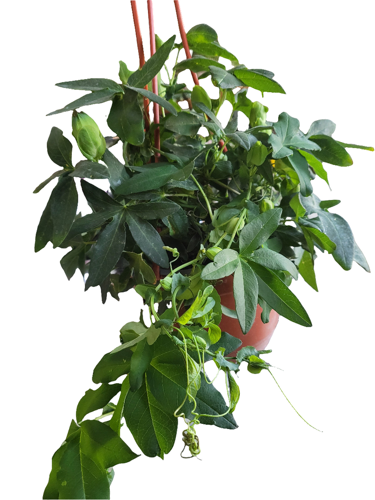 Passiflora
