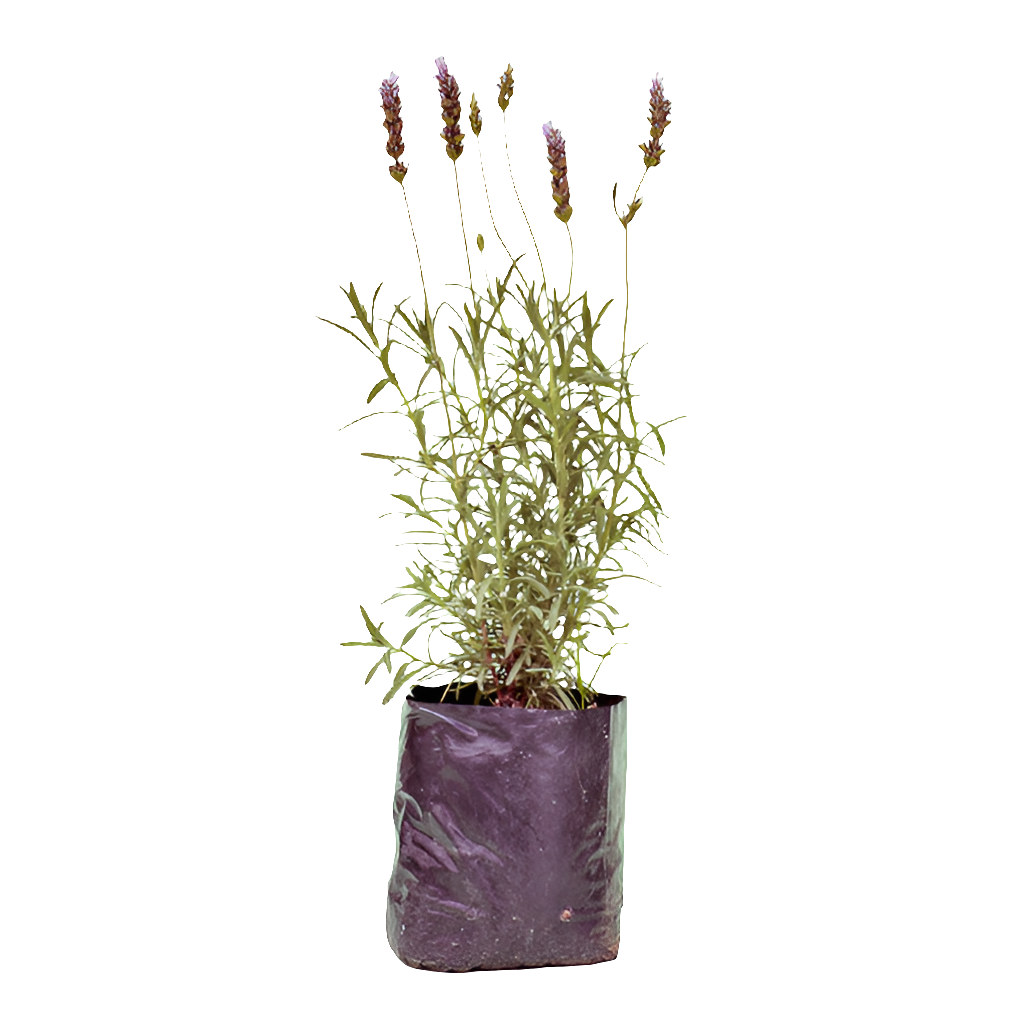 Planta Lavanda, foto 2 – Artecultivos