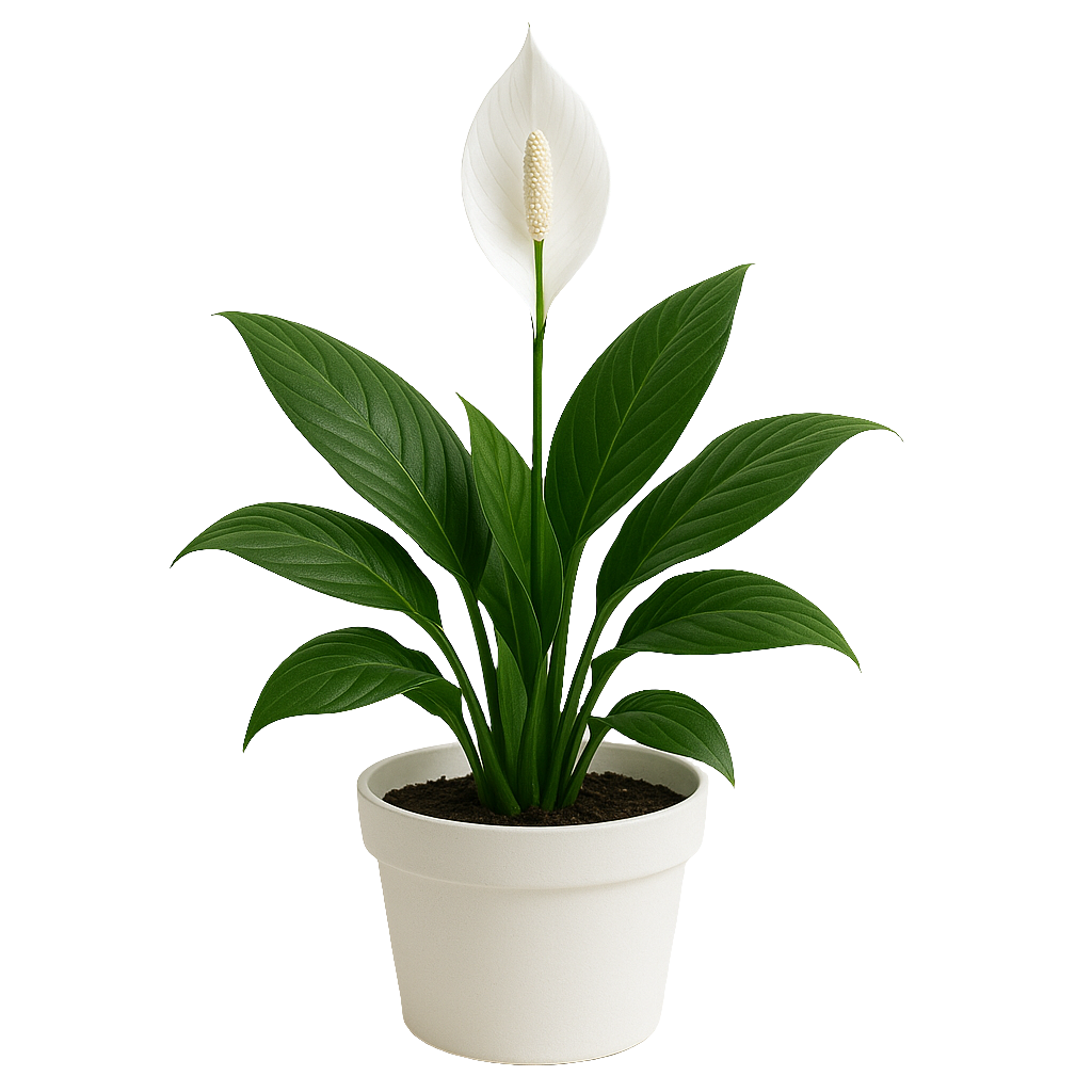 Planta Spathiphyllum – Artecultivos