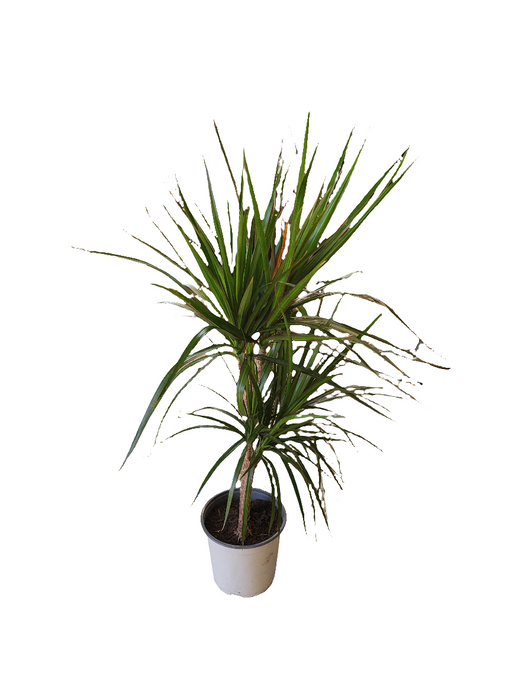 Dracena marginata y colorama