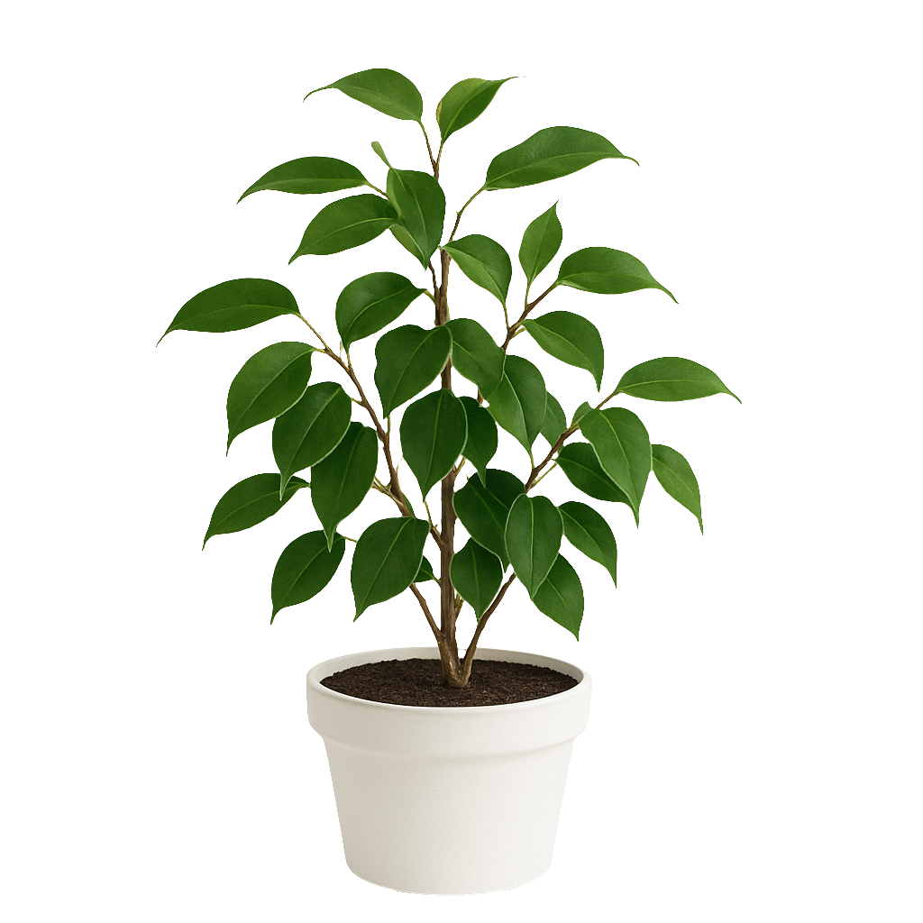 Planta Ficus Benjamina – Artecultivos
