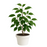 Ficus Benjamina