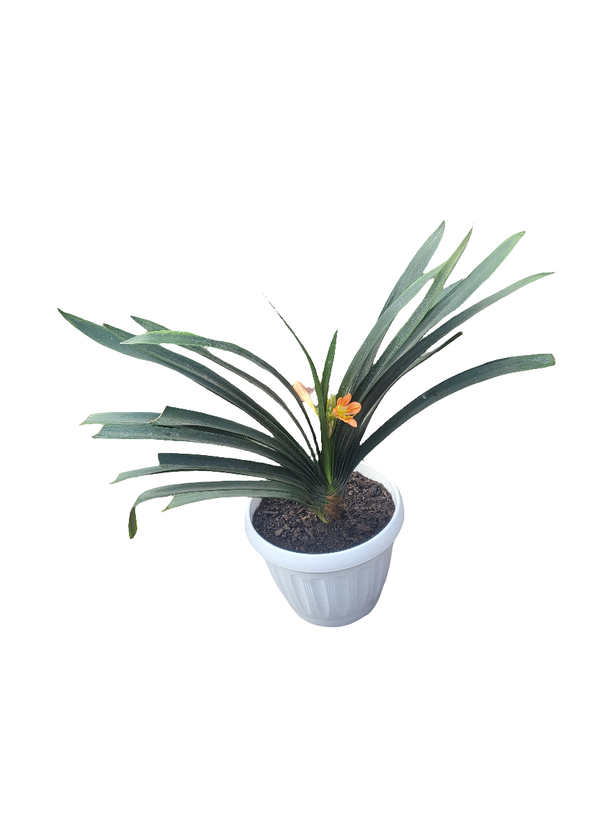 Clivia