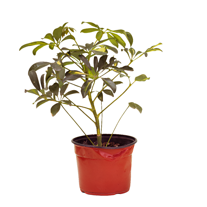 planta schefflera arboricola Cheflera (Schefflera arboricola)— Arte Cultivos