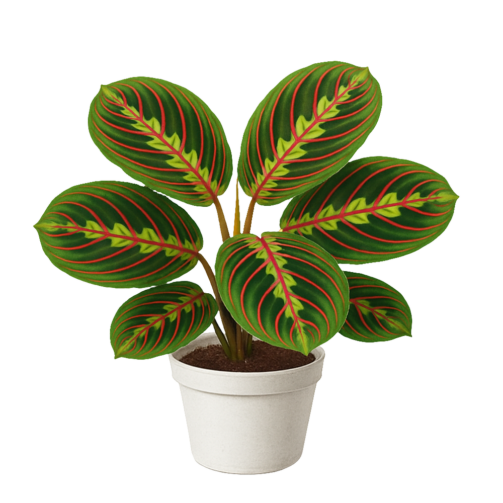 Maranta Leuconeura Tricolor
