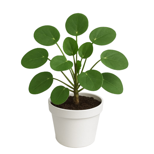 Pilea Peperomioides