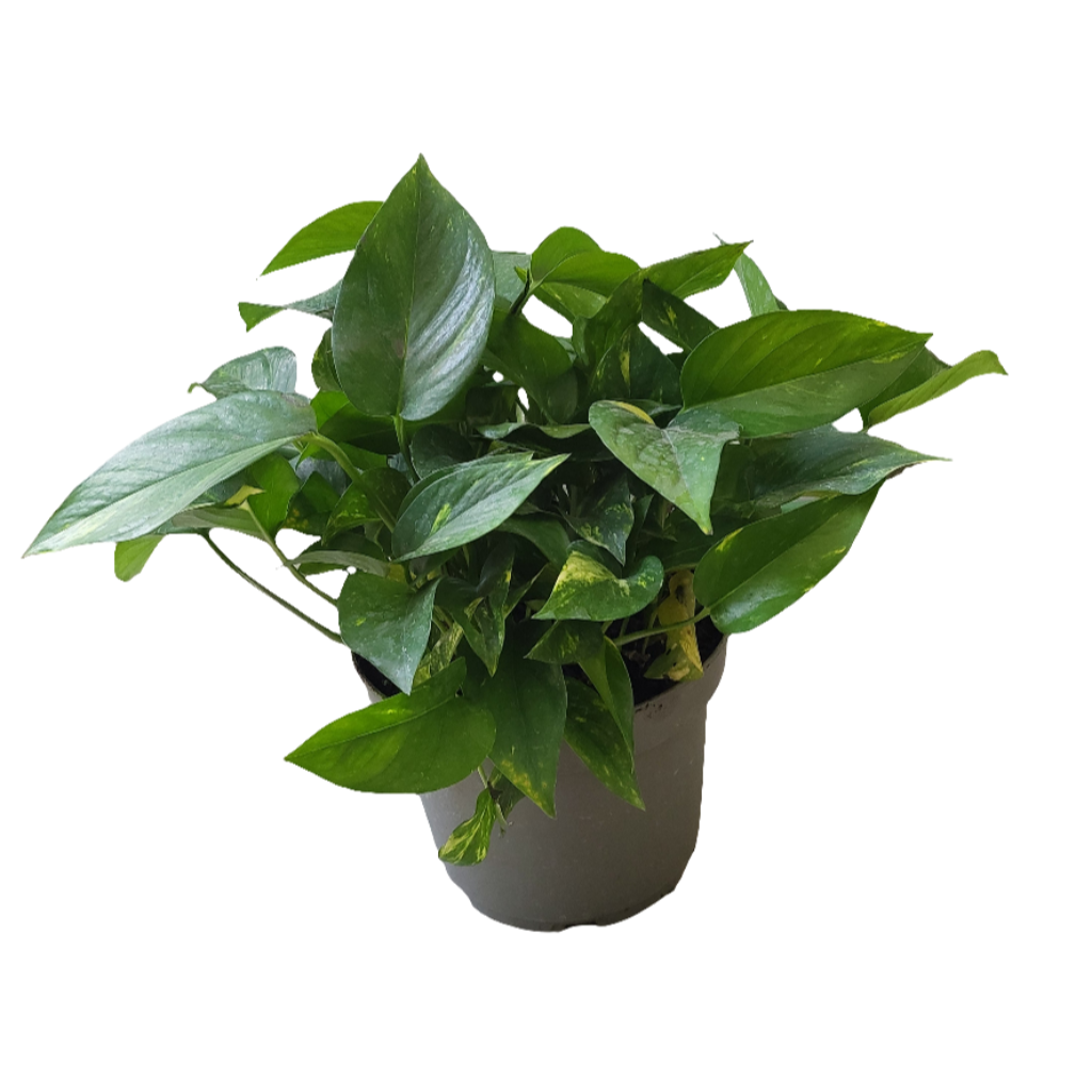Planta Potus (Scindapsus), foto 3 – Artecultivos