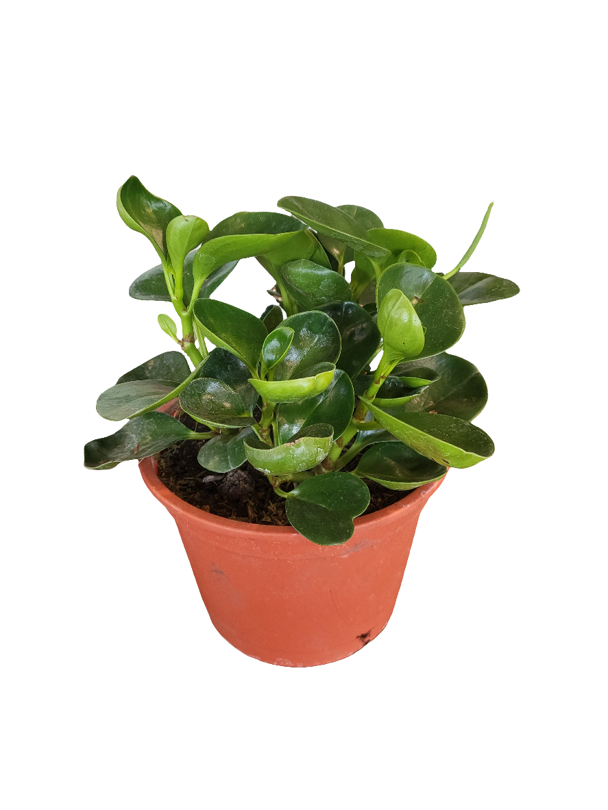 Peperomia Obtusifolia