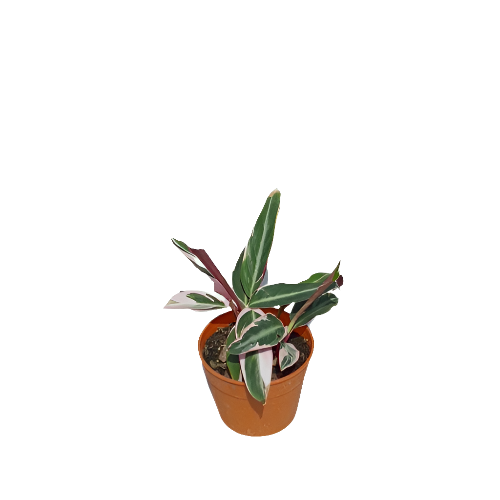 Planta Stromanthe, foto 2 – Artecultivos