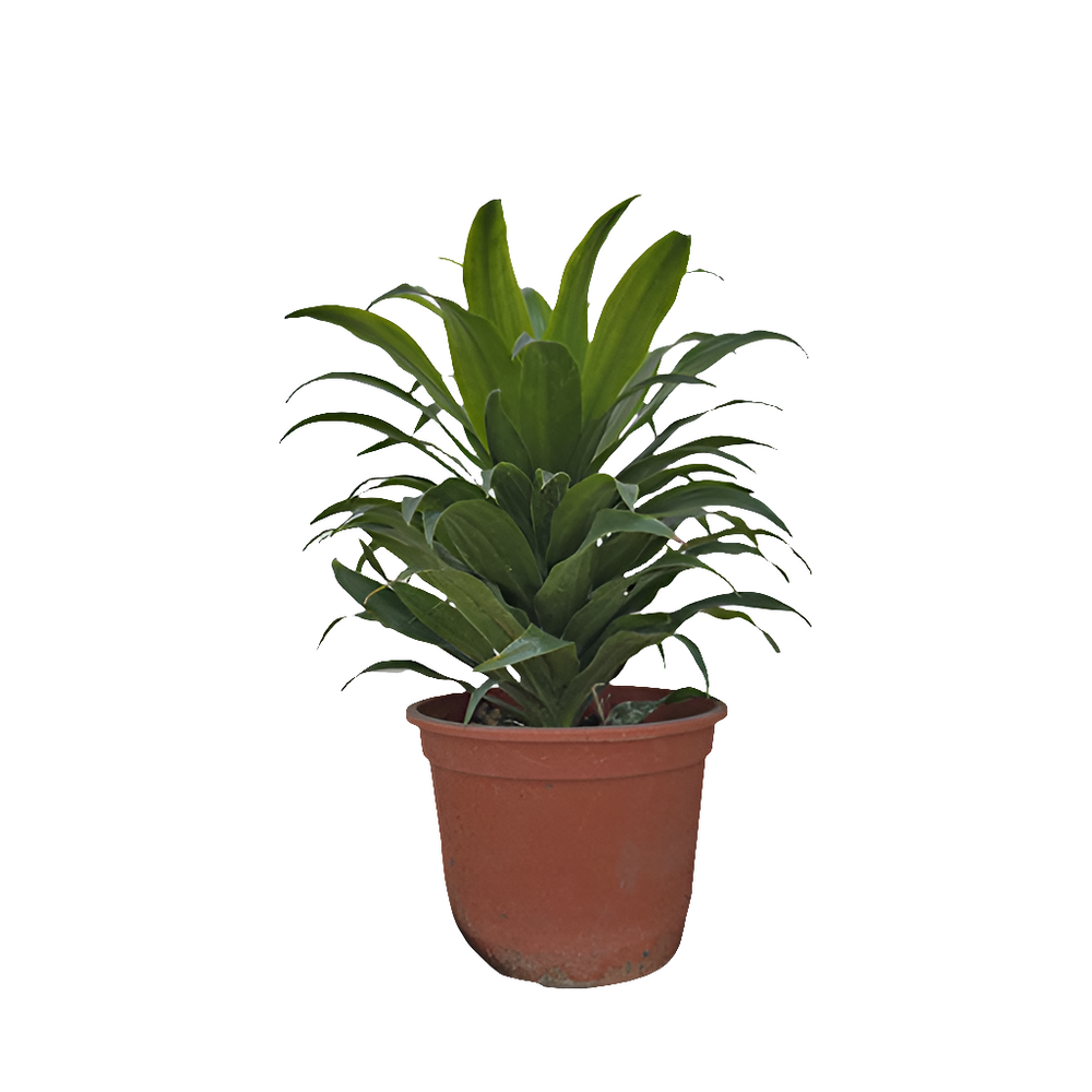 Dracena Compacta
