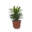 Dracena Compacta