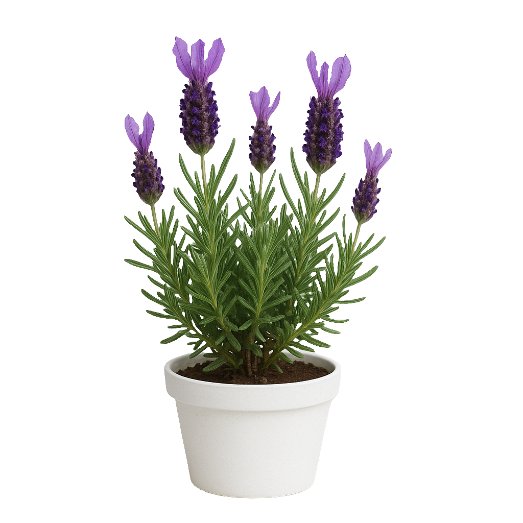 Planta Lavanda – Artecultivos