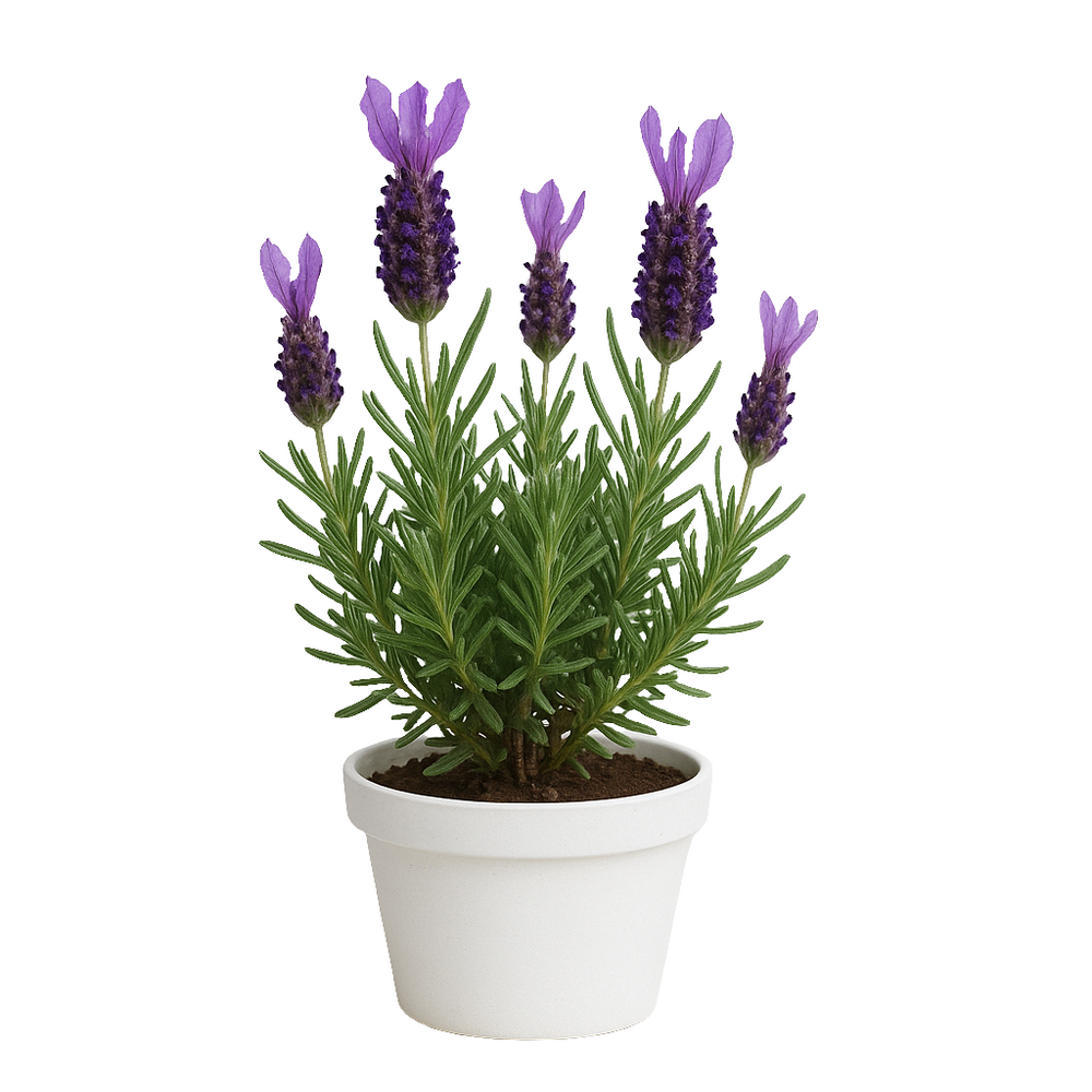 Lavanda