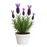 Lavanda
