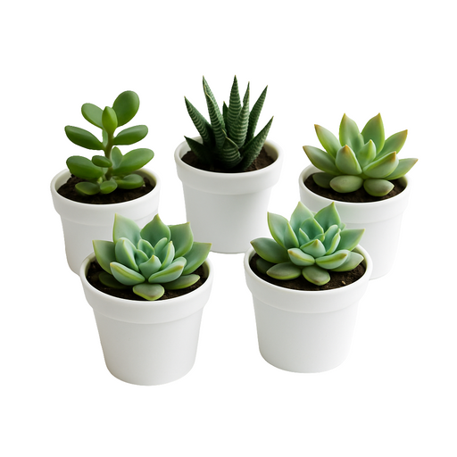 Suculentas Varias