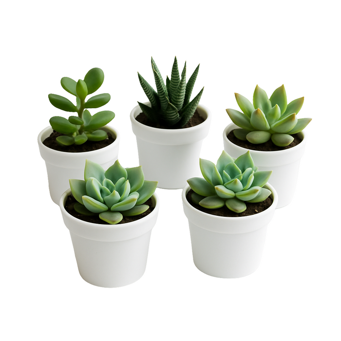 Suculentas Varias