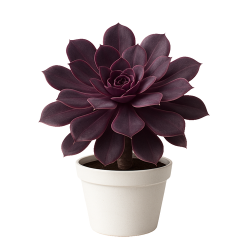 Suculenta Aeonium, foto 2 – Artecultivos