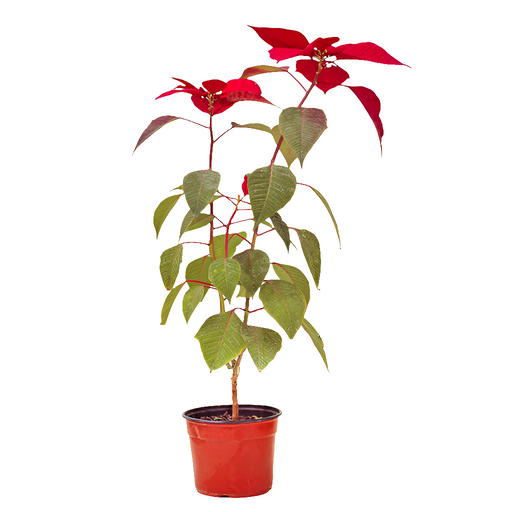 Corona del Inca (Euphorbia pulcherrima)