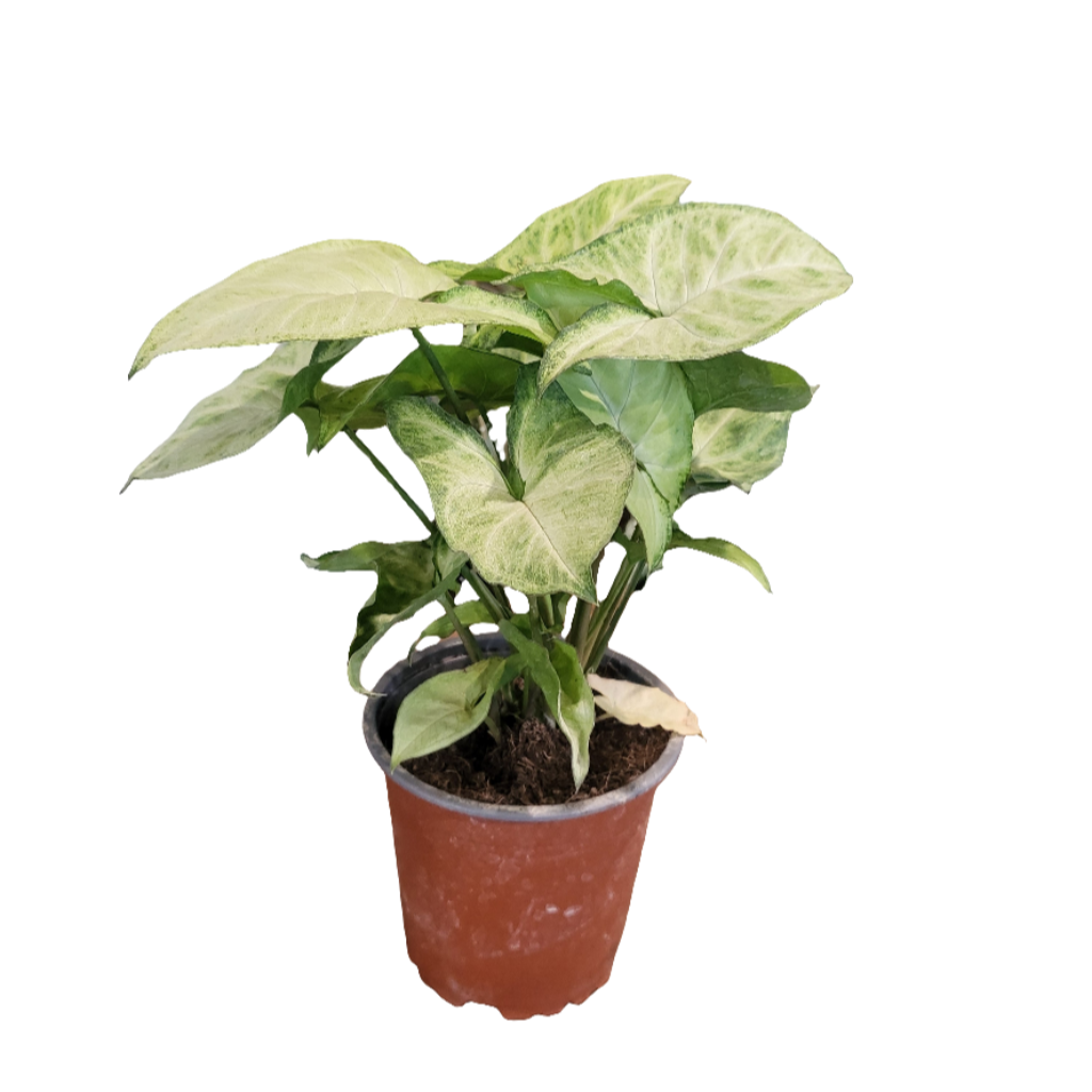 Planta Singonio, foto 2 – Artecultivos