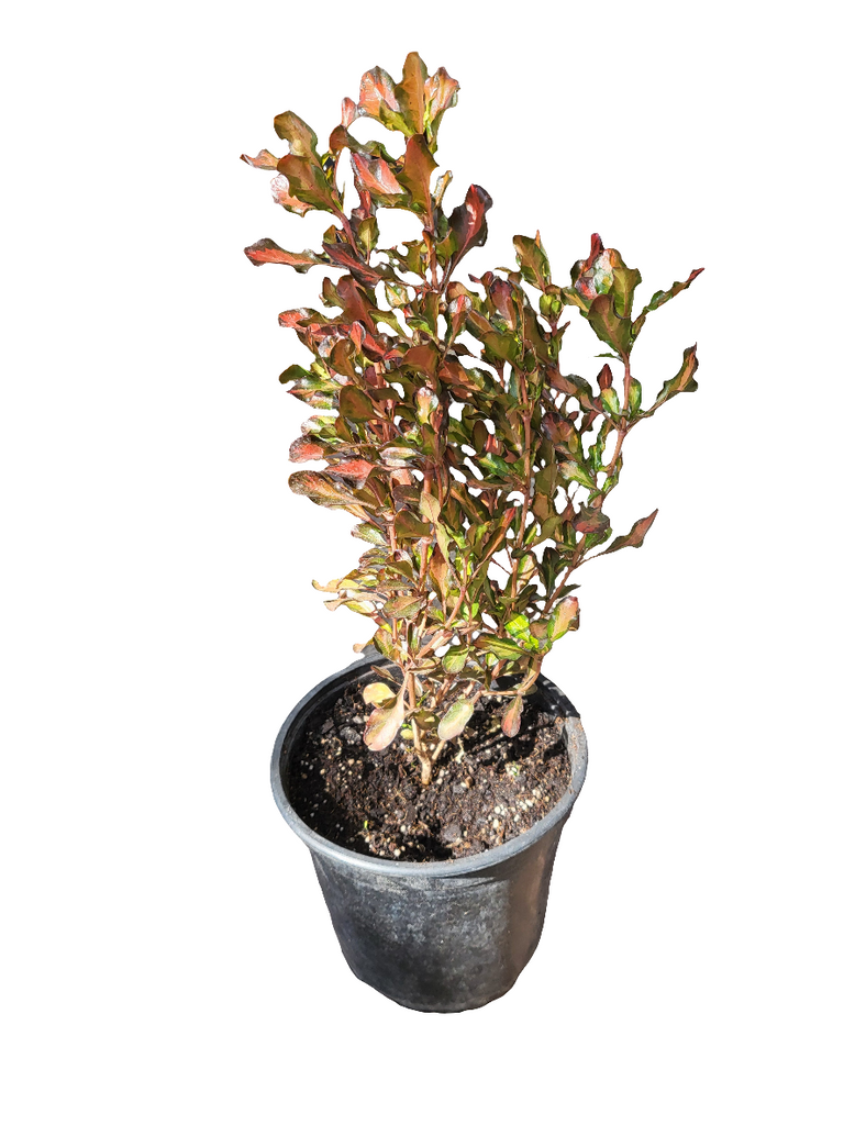 Coprosma