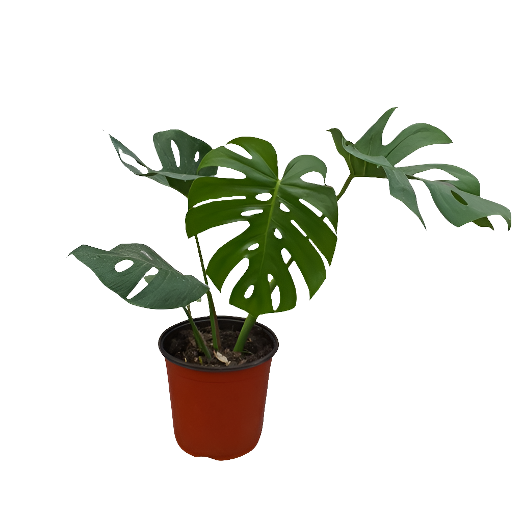 Planta Monstera deliciosa, foto 2 – Artecultivos