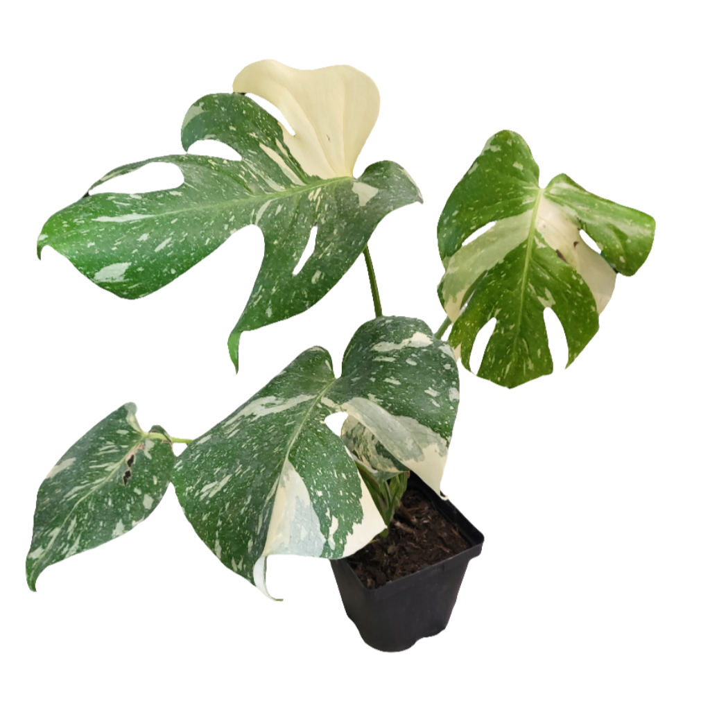 Monstera Thai Constellation