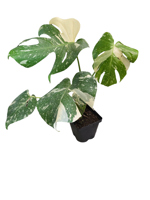 Monstera Thai Constellation