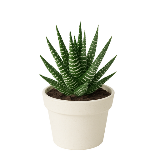 Haworthia (Haworthiopsis attenuata)