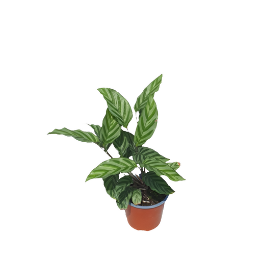 Calathea Ctenanthe Setosa