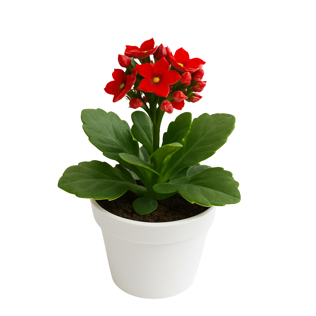 Suculenta Kalanchoe con flor – Artecultivos