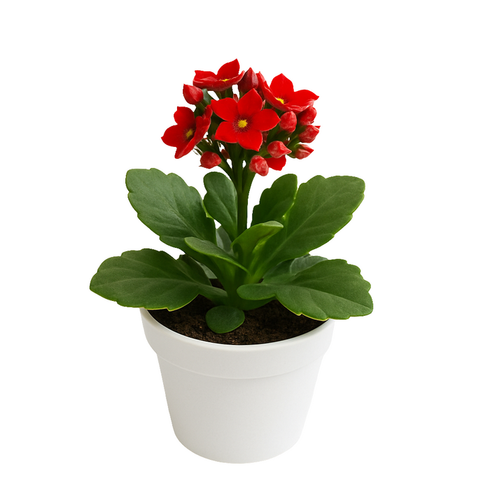 Kalanchoe Flor