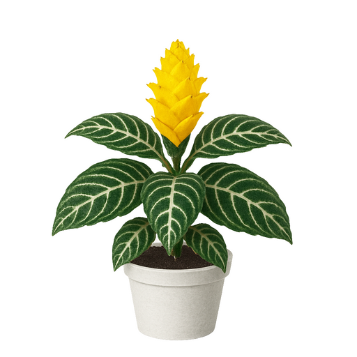 Afelandra (Aphelandra squarrosa)