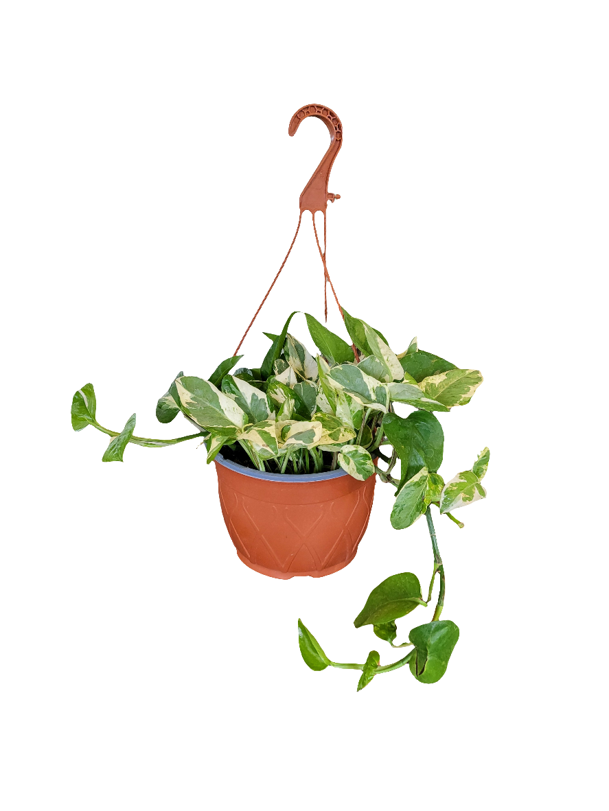 Planta Potus (Scindapsus), foto 7 – Artecultivos