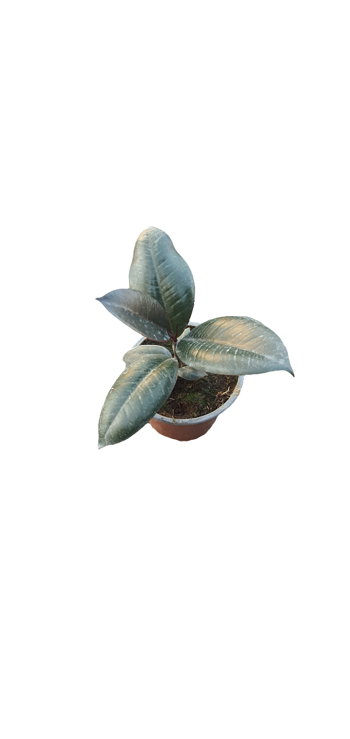 Planta Gomero Burgundy, foto 3 – Artecultivos