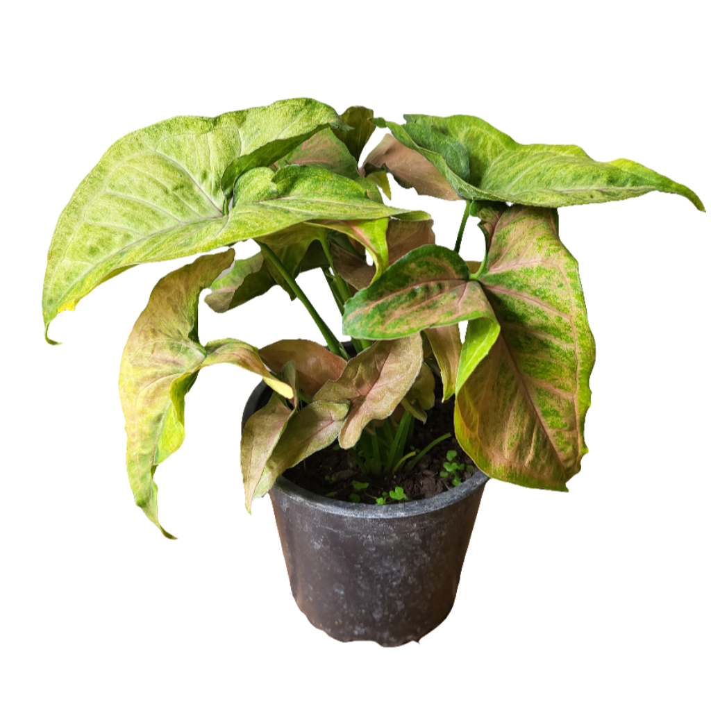 Planta Singonio, foto 6 – Artecultivos