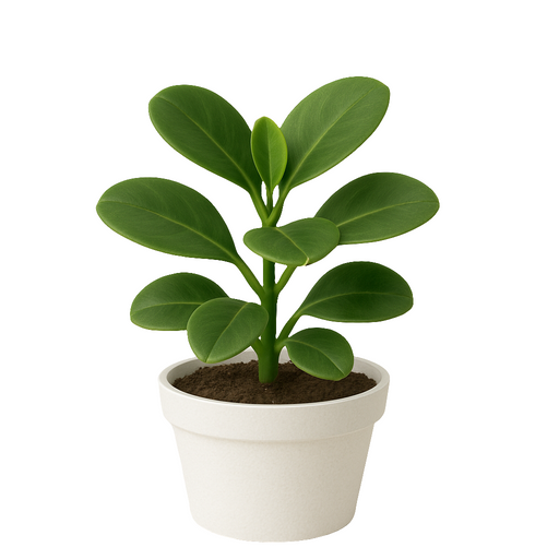 Peperomia Obtusifolia