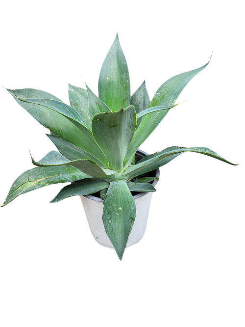 Agave