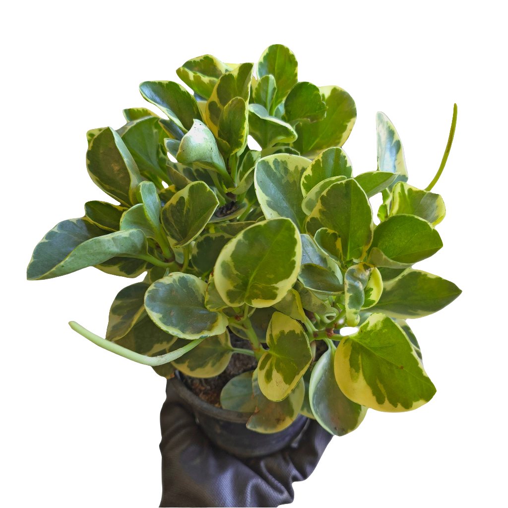 Peperomia Obtusifolia