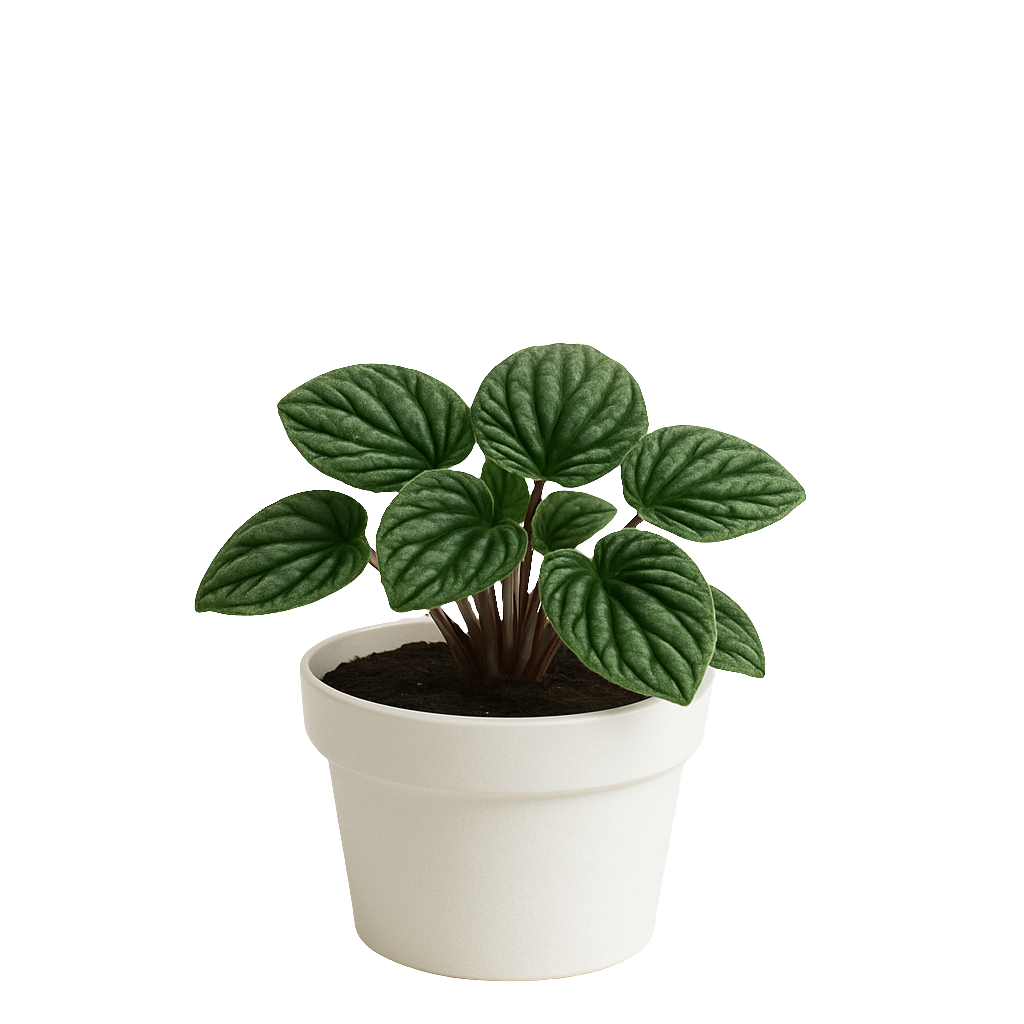 Planta Peperomia Caperata – Artecultivos