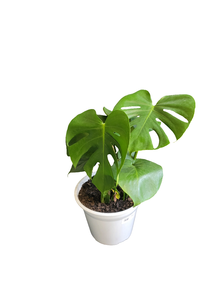 Planta Monstera deliciosa, foto 4 – Artecultivos