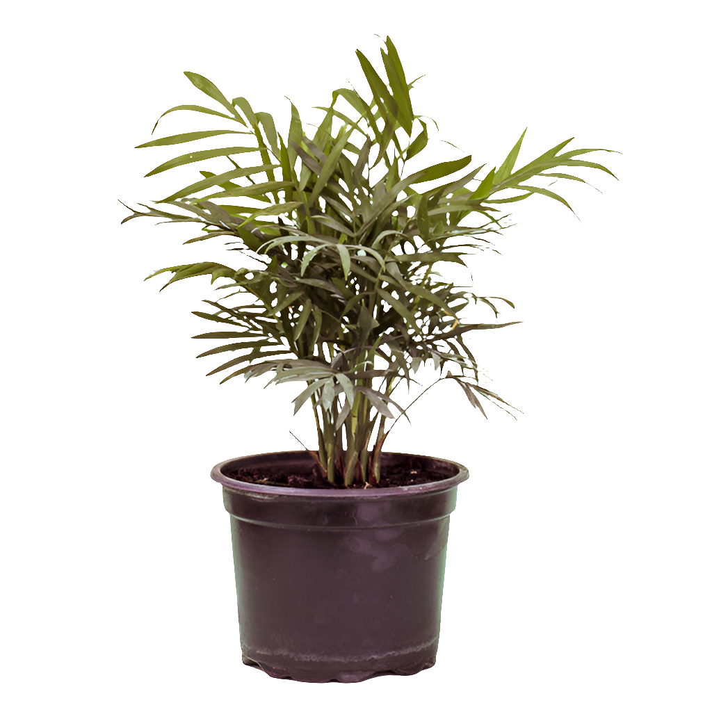 Planta Nante Bella (Chamaedorea elegans), foto 4 – Artecultivos